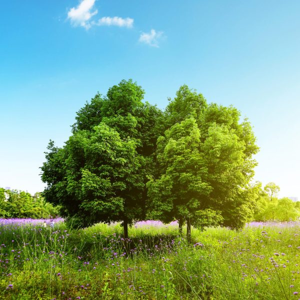 Field,tree and blue sky Field,tree and blue sky
