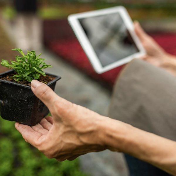 close-up-woman-examining-plant-growth-using-touchpad-while-working-plant-nursery close-up-woman-examining-plant-growth-using-touchpad-while-working-plant-nursery